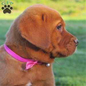 Olympia, Fox Red Labrador Retriever Puppy